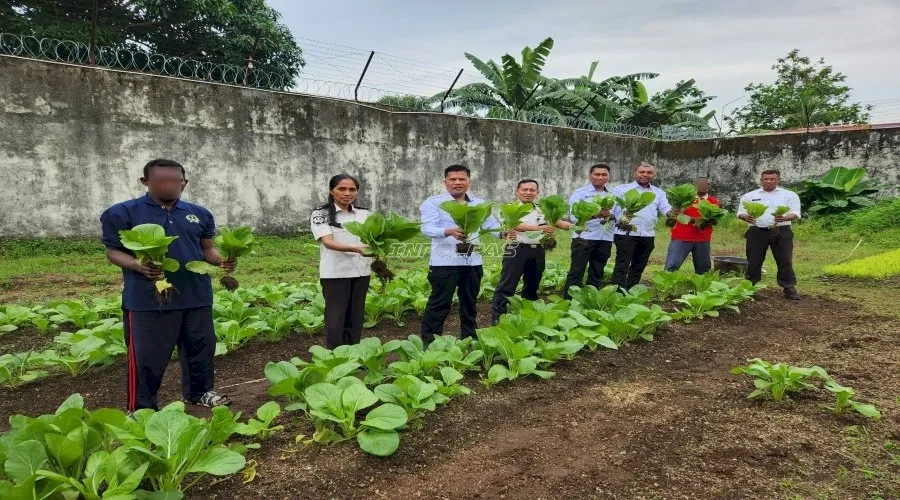 Lapas Tual Panen 24 Kg Sawi, Dukung Ketahanan Pangan Nasional