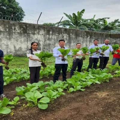 Lapas Tual Panen 24 Kg Sawi, Dukung Ketahanan Pangan Nasional