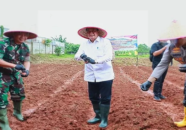 Bupati Tangerang Tanam Jagung Hibrida, Antisipasi Krisis Pangan Global
