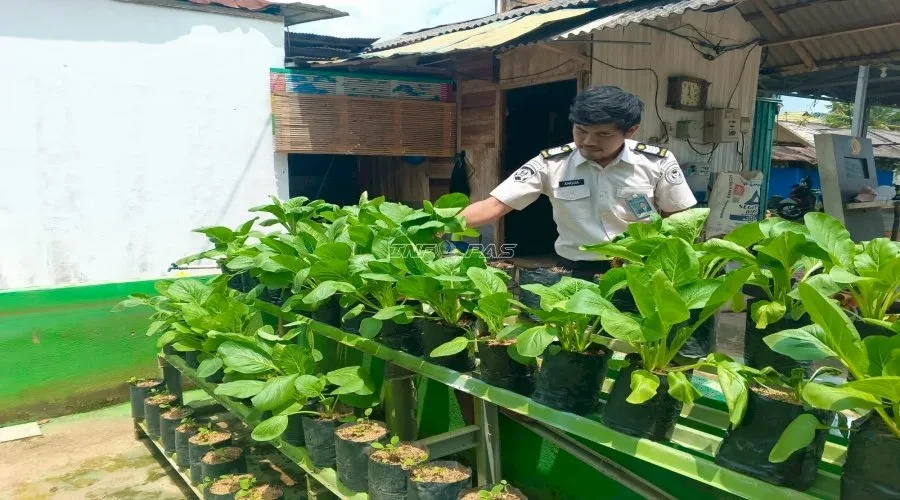 Rutan Rantau Panen Tiga Kilogram Sawi, Optimalkan Lahan Terbatas untuk Ketahanan Pangan