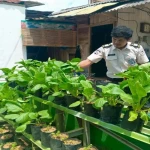 Rutan Rantau Panen Tiga Kilogram Sawi, Optimalkan Lahan Terbatas untuk Ketahanan Pangan