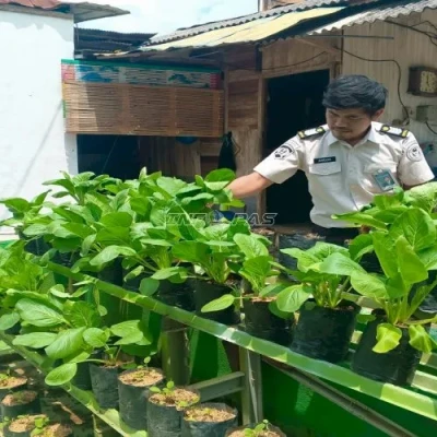 Rutan Rantau Panen Tiga Kilogram Sawi, Optimalkan Lahan Terbatas untuk Ketahanan Pangan