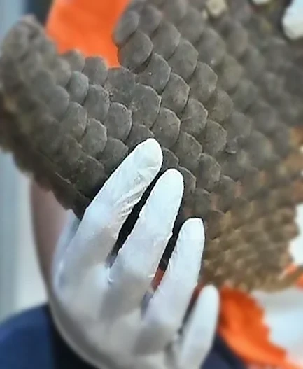 Geopix Apresiasi Bea Cukai Ungkap Penyelundupan 3 Ton Sisik Trenggiling di Tanjung Priok