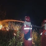 Manggala Agni Padamkan Karhutla di Riau, Waspada Harimau Sumatera di Lokasi