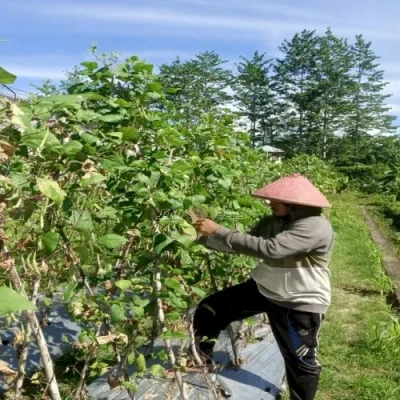 Lapas Piru Panen 15 Kg Buncis, Perkuat Program Kemandirian Warga Binaan