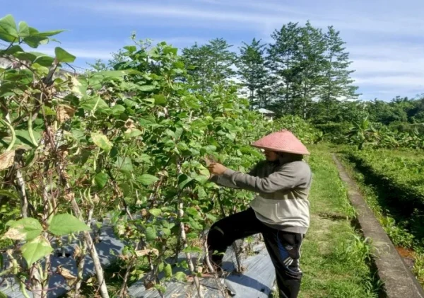 Lapas Piru Panen 15 Kg Buncis, Perkuat Program Kemandirian Warga Binaan