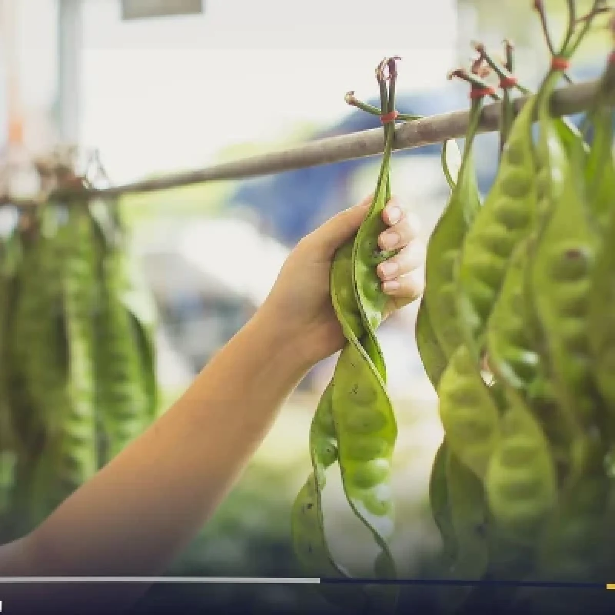 Bea Cukai Palembang Fasilitasi Ekspor 5,5 Ton Petai dari Petani Sumatra Selatan