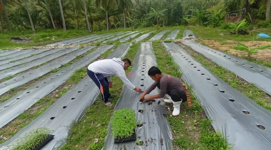 Rutan Majene Tanam 733 Bibit Tomat di Lahan SAE Tarukkung, Libatkan Warga Binaan