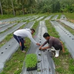 Rutan Majene Tanam 733 Bibit Tomat di Lahan SAE Tarukkung, Libatkan Warga Binaan
