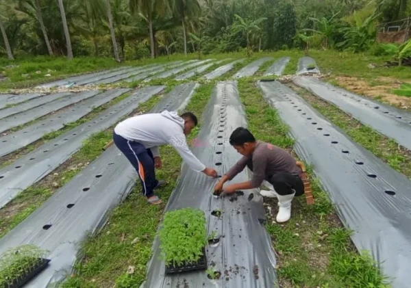 Rutan Majene Tanam 733 Bibit Tomat di Lahan SAE Tarukkung, Libatkan Warga Binaan