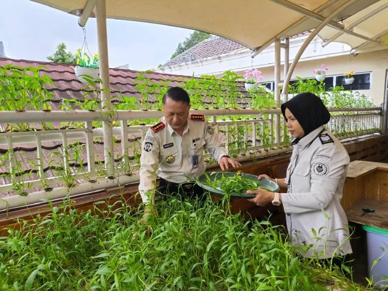 Bapas Jakarta Pusat Panen 7 Kilogram Kangkung, Wujudkan Kemandirian Pangan