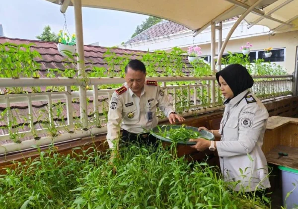 Bapas Jakarta Pusat Panen 7 Kilogram Kangkung, Wujudkan Kemandirian Pangan