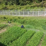Warga Binaan Lapas Nirbaya Panen 41 Kg Kangkung dari Lahan Kosong