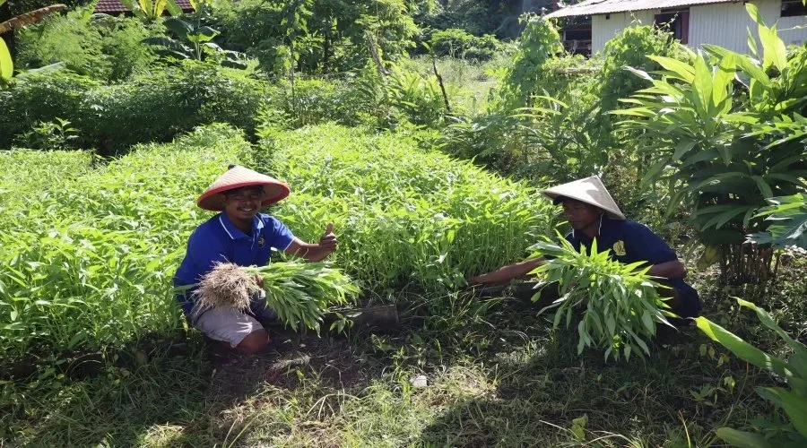 Lapas Ambon Panen 40 Ikat Kangkung, Bekali Warga Binaan Keterampilan Mandiri