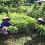 Lapas Ambon Panen 40 Ikat Kangkung, Bekali Warga Binaan Keterampilan Mandiri