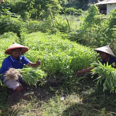 Lapas Ambon Panen 40 Ikat Kangkung, Bekali Warga Binaan Keterampilan Mandiri