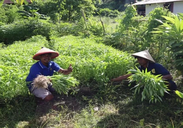 Lapas Ambon Panen 40 Ikat Kangkung, Bekali Warga Binaan Keterampilan Mandiri