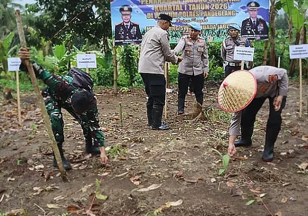 Polres Pandeglang Tanam Jagung Serentak di Kalanganyar Dukung Ketahanan Pangan Nasional
