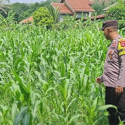Kapolsek Puloampel dan Bhabinkamtibmas Pantau Lahan Jagung Kelompok Tani di Cilegon