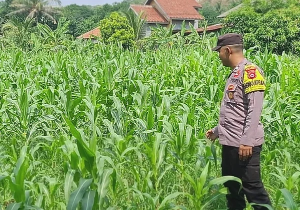 Kapolsek Puloampel dan Bhabinkamtibmas Pantau Lahan Jagung Kelompok Tani di Cilegon