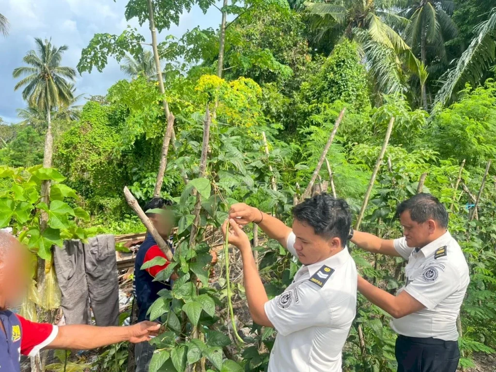 Lapas Wahai Panen 15 Kg Kacang Panjang, Buktikan Warga Binaan Produktif