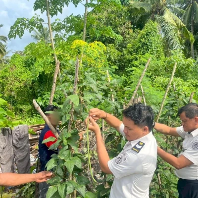 Lapas Wahai Panen 15 Kg Kacang Panjang, Buktikan Warga Binaan Produktif