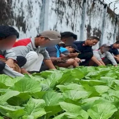 Rutan Marabahan Panen 100 Ikat Sawi, Dukung Program Ketahanan Pangan
