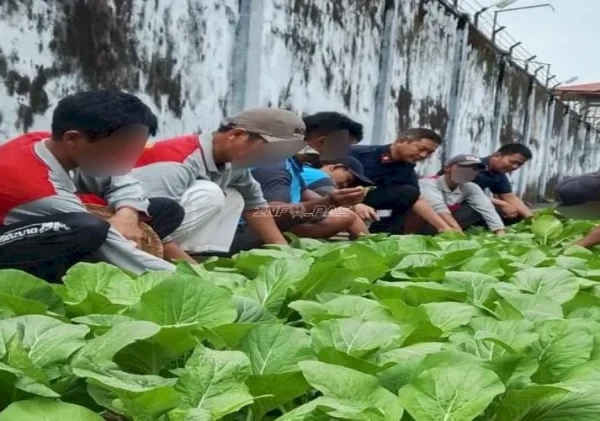 Rutan Marabahan Panen 100 Ikat Sawi, Dukung Program Ketahanan Pangan