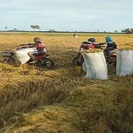 Kemiskinan Jerat Ratusan Ribu Warga Brebes Meski Jadi Lumbung Padi Nasional