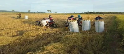 Kemiskinan Jerat Ratusan Ribu Warga Brebes Meski Jadi Lumbung Padi Nasional