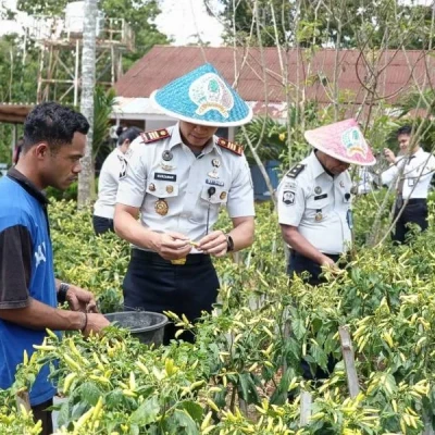 Rutan SoE Panen Sawi dan Cabai, Bekali Warga Binaan Keterampilan Pertanian
