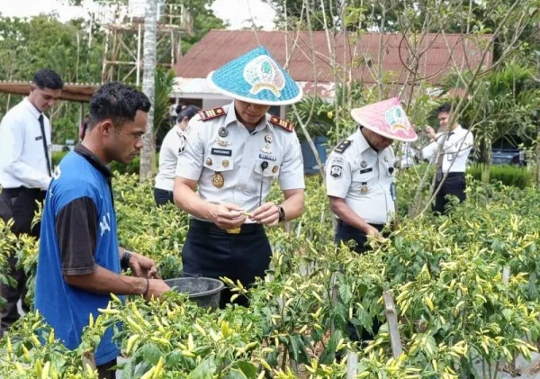 Rutan SoE Panen Sawi dan Cabai, Bekali Warga Binaan Keterampilan Pertanian