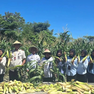 Lapas Namlea Panen Ratusan Jagung Ketan Hasil Pembinaan Warga Binaan