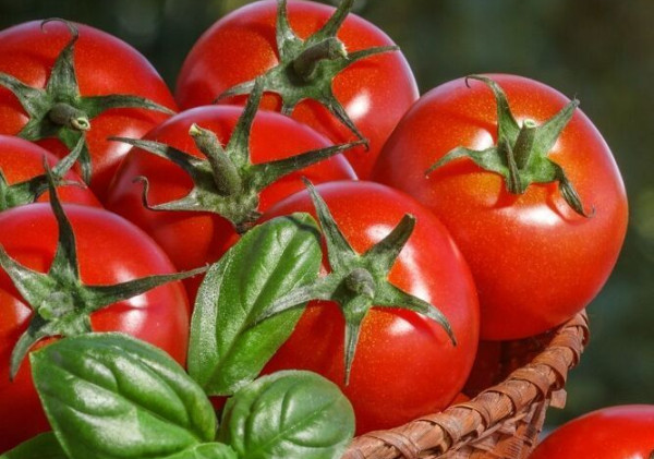 Tomat, Buah Merah dengan Segudang Manfaat untuk Kesehatan