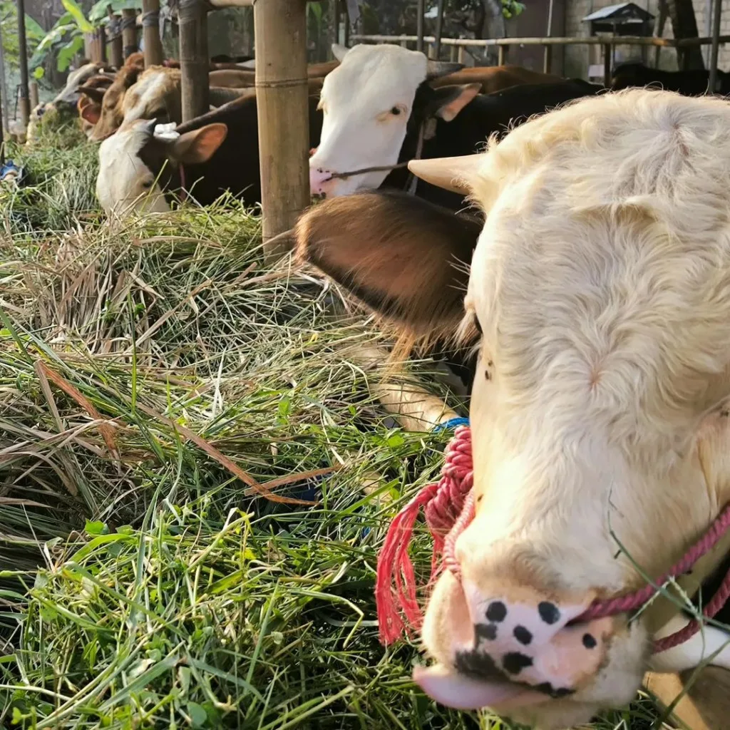 Persiapan Menyambut Idul Adha: Tips Menabung untuk Membeli Hewan Kurban