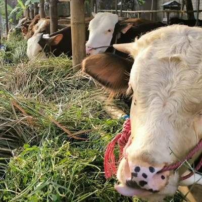 Persiapan Menyambut Idul Adha: Tips Menabung untuk Membeli Hewan Kurban