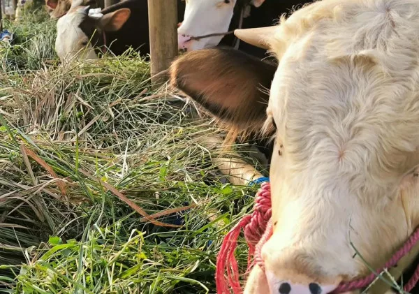 Persiapan Menyambut Idul Adha: Tips Menabung untuk Membeli Hewan Kurban