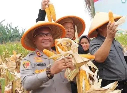 Panen Jagung Polres Serang Lampaui Target, Bukti Nyata Dukung Ketahanan Pangan Nasional