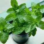 Tak Hanya Segar, Ini Beragam Manfaat Rebusan Daun Mint untuk Kesehatan Tubuh