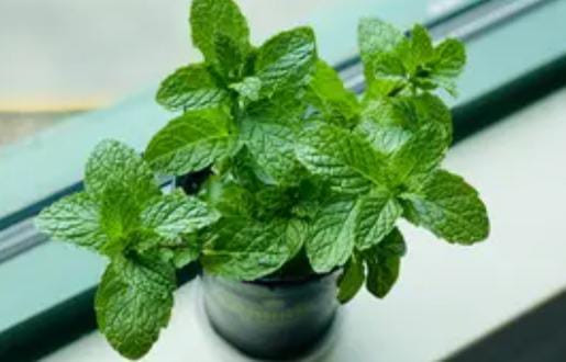 Tak Hanya Segar, Ini Beragam Manfaat Rebusan Daun Mint untuk Kesehatan Tubuh