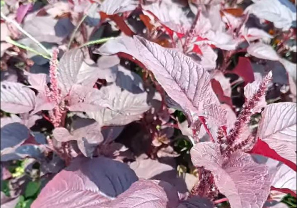 Bayam Merah, Sayuran Kaya Zat Besi dan Antioksidan untuk Kesehatan Tubuh