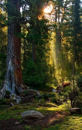 Lindungi Hutan, Selamatkan Masa Depan Generasi