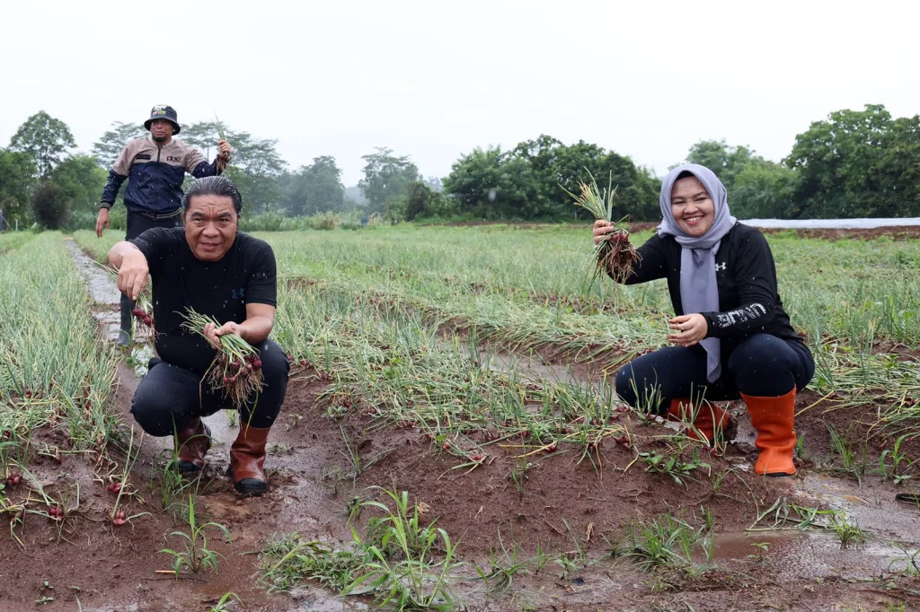 Pj Ketua TP PKK Provinsi Banten Gencarkan Pemanfaatan Lahan Pekarangan Sebagai Sumber Pangan Dan Pendapatan