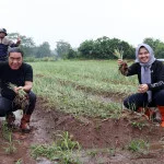 Pj Ketua TP PKK Provinsi Banten Gencarkan Pemanfaatan Lahan Pekarangan Sebagai Sumber Pangan Dan Pendapatan