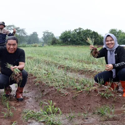 Pj Ketua TP PKK Provinsi Banten Gencarkan Pemanfaatan Lahan Pekarangan Sebagai Sumber Pangan Dan Pendapatan