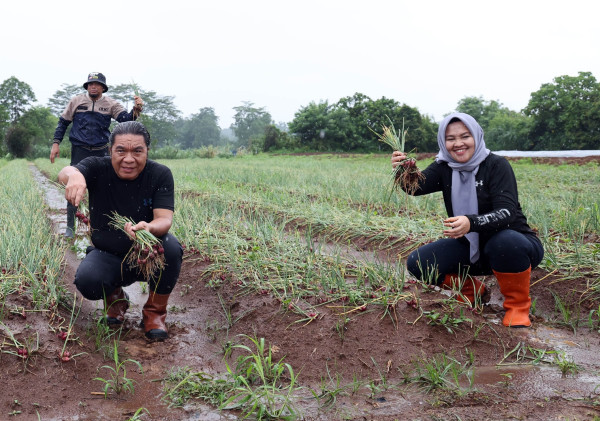 Pj Ketua TP PKK Provinsi Banten Gencarkan Pemanfaatan Lahan Pekarangan Sebagai Sumber Pangan Dan Pendapatan