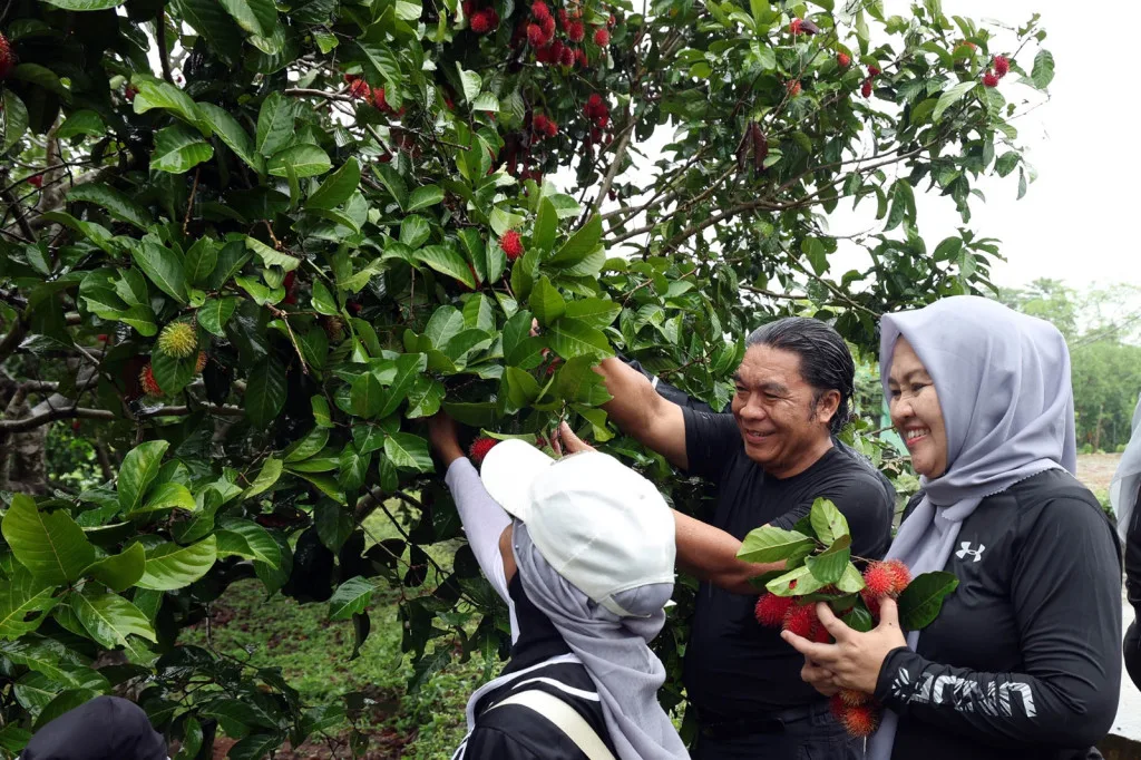Pj Gubernur Bersama TP KKK Provinsi Banten Panen Bawang Merah dan Rambutan Serta Tanam Cabai
