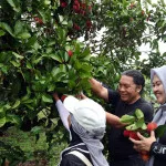 Pj Gubernur Bersama TP KKK Provinsi Banten Panen Bawang Merah dan Rambutan Serta Tanam Cabai