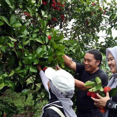 Pj Gubernur Bersama TP KKK Provinsi Banten Panen Bawang Merah dan Rambutan Serta Tanam Cabai