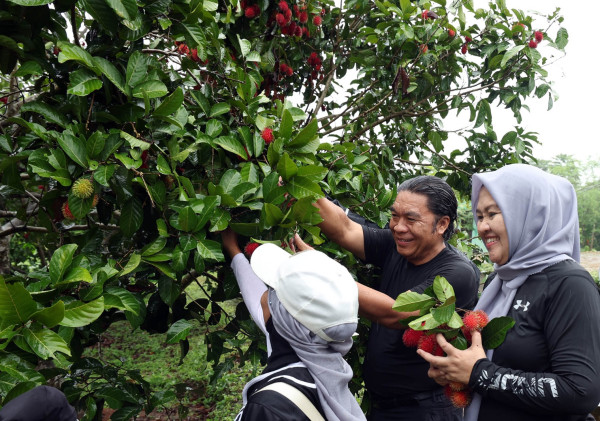 Pj Gubernur Bersama TP KKK Provinsi Banten Panen Bawang Merah dan Rambutan Serta Tanam Cabai